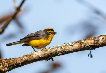 Spectacled Whitestart,  Myioborus melanocephalus