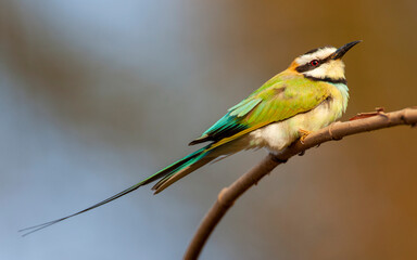White-throated Bee-eater, Merops albicollis