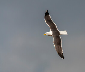 Lesser Black-backed Gull, Larus fuscus