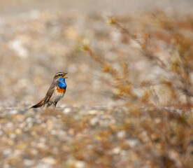 White-spotted bluethroat, Luscinia svecica cyanecula
