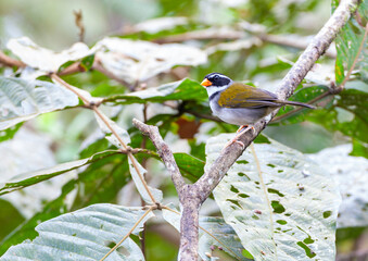 Orange-billed Sparrow, Arremon aurantiirostris