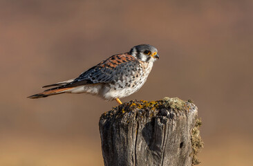 American Kestrel, Falco sparverius cinnamominus