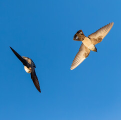 Crag Martin, Ptyonoprogne rupestris