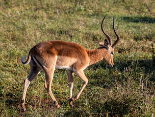 African Impala feeding in the grasslands of the African savannah of South Africa in the Kruguer National Park. It is a very fast and typical African antelope. 