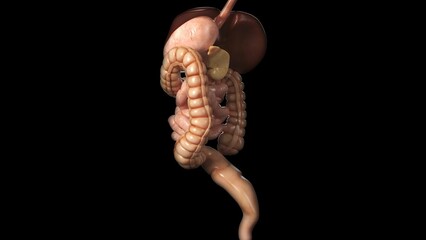 3D rendering of a digestive system of a young man