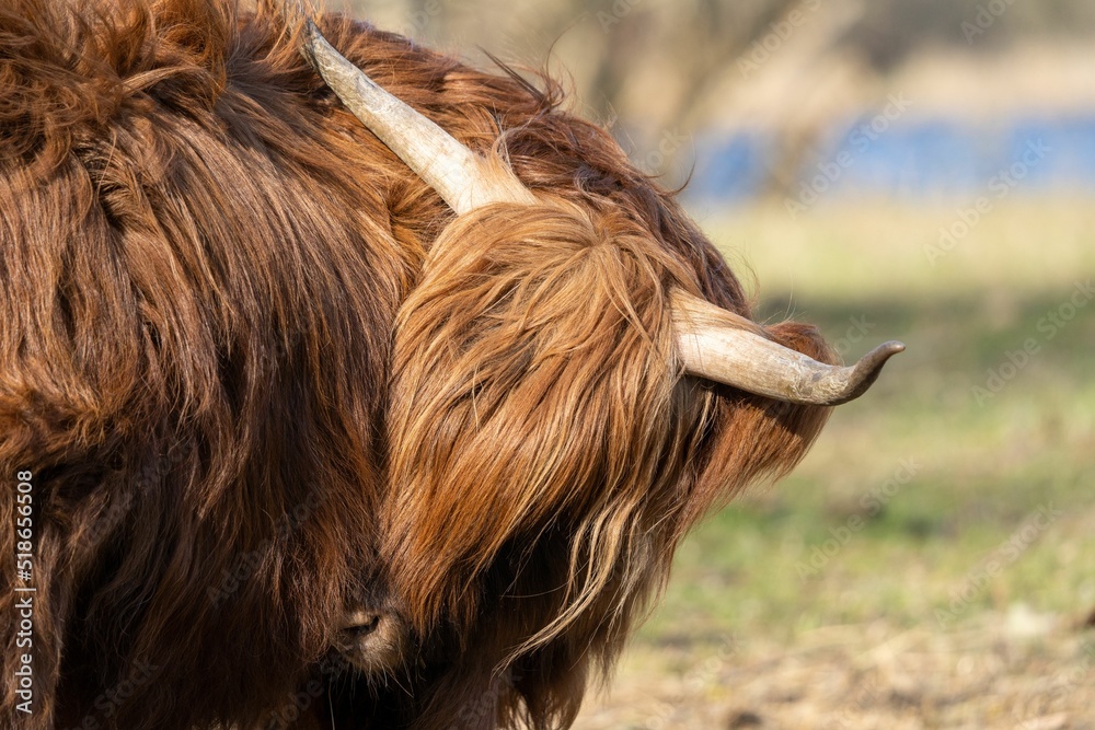 Sticker Cute portrait of a Scottish Highlander cow with blurry background