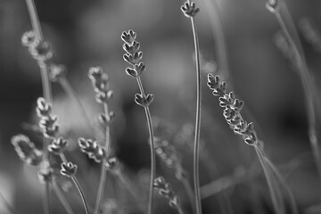 black and white photo. selective focus, beautiful lavender in the field close up. 