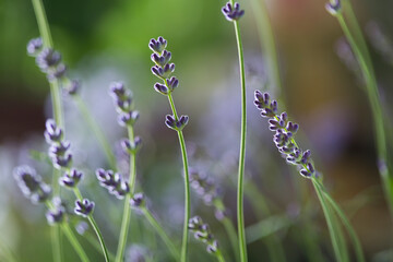 selective focus, beautiful lavender in the field close up. 