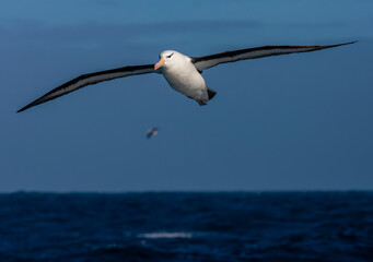 Black-browed Albatross, Thalassarche melanophris