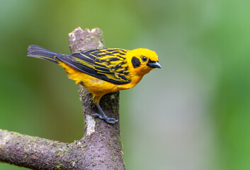 Golden Tanager, Tangara arthus goodsoni