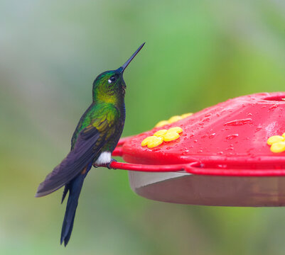 Sapphire-vented Puffleg, Eriocnemis luciani
