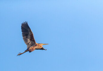 Purple Heron, Ardea purpurea