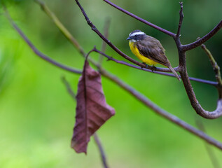 Rusty-margined Flycatcher, Myiozetetes cayanensis