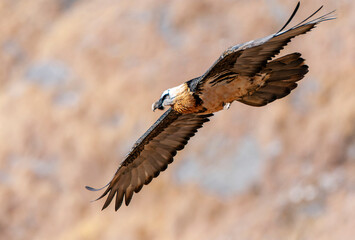 Bearded Vulture, Gypaetus barbatus