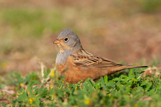 Cretzschmar's Bunting, Emberiza Caesia