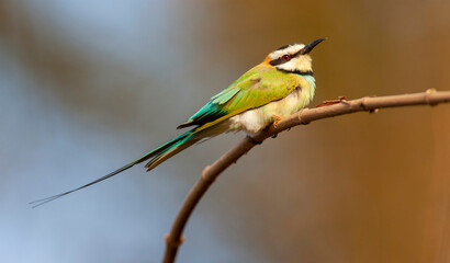 White-throated Bee-eater, Merops albicollis