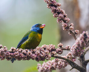 Moss-backed Tanager, Bangsia edwardsi