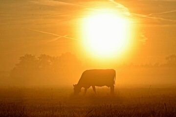Cow in the morning sun