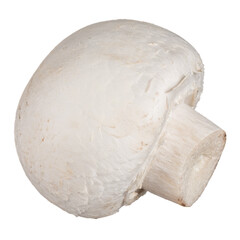 Whole champignon mushroom isolated on white background without shadow