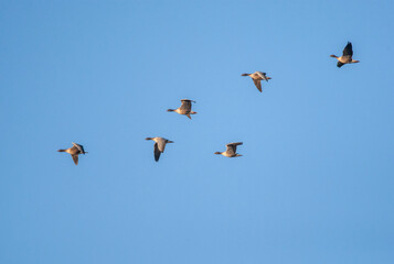 Pink-footed Goose, Anser brachyrhynchos