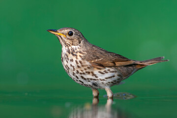 Fototapeta premium Song Trush, Turdus philomelos