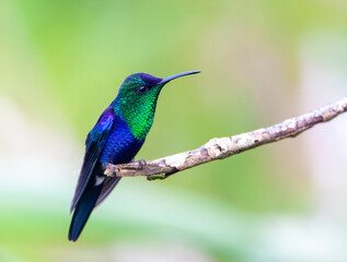 Blue-crowned Woodnymph, Thalurania colombica colombica