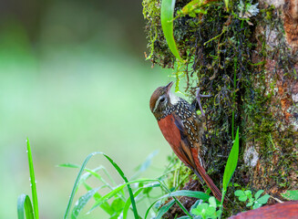 Pearled treerunner, Margarornis squamiger