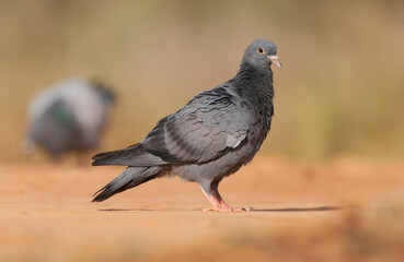 Rock Pigeon, Columba livia