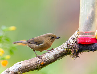 Fototapeta premium White-sided Flowerpiercer, Diglossa albilatera