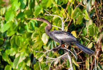 Anhinga, Anhinga anhinga