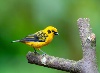 Golden Tanager, Tangara arthus goodsoni