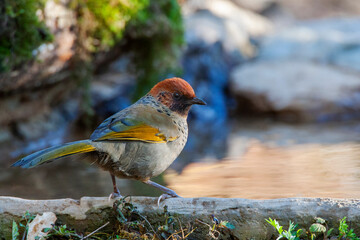 Chestnut-crowned laughingthrush, Trochalopteron erythrocephalum