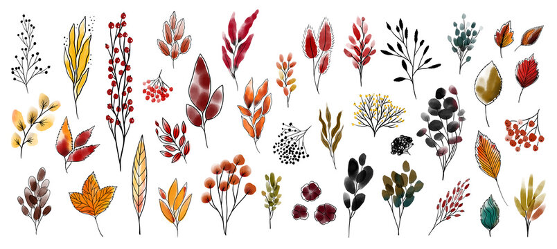 Bunch with leaves, branches, burdock, berries, bushes, viburnum, rowan. Set of autumn botanical watercolor design elements with black outline