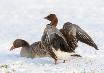 Pink-footed Goose, Anser brachyrhynchos