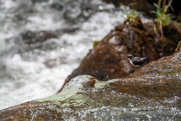 White-capped Dipper,  Cinclus leucocephalus