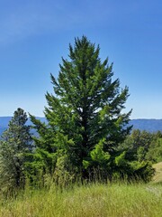 pine tree in the mountains