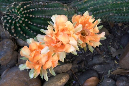 Echinocereus polyacanthus var. rosei (Red-Goblet Cactus)