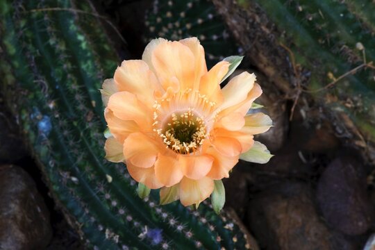 Echinocereus polyacanthus var. rosei (Red-Goblet Cactus)