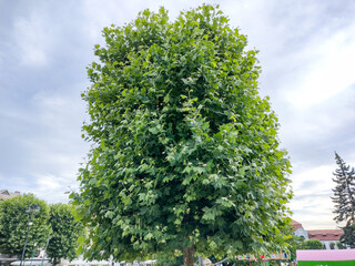 Plane tree in Baia Mare city. Platanus occidentalis