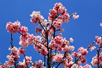 Symbol of Japan trees, known as Sakura, cherry trees and their flowers beautify parks 