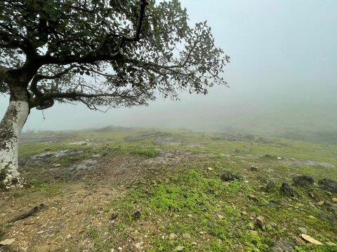 Rural area with a lonely tree on a field covered in fog in Mirbat, Oman