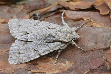 Closeup on a Grey oar dark dagger moth , Acronicta psi or tridens sitting on wood