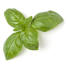 top of basil leaves isolated on white background closeup, top view