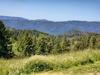 forest in the mountains