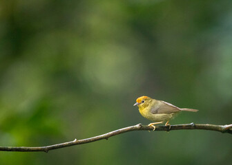 Rufous-capped Babbler, Cyanoderma ruficeps davidi