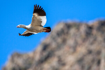 Andean Goose, Chloephaga melanoptera