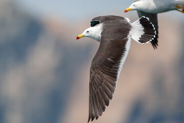 Belcher's Gull, Larus belcher