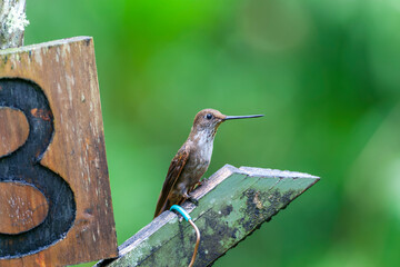 Bronzy Inca, Coeligena coeligena