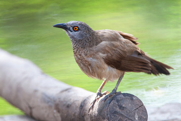 Brown Babbler, Turdoides plebejus
