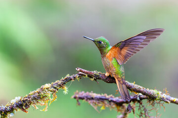 Chestnut-breasted coronet, Boissonneaua matthewsii